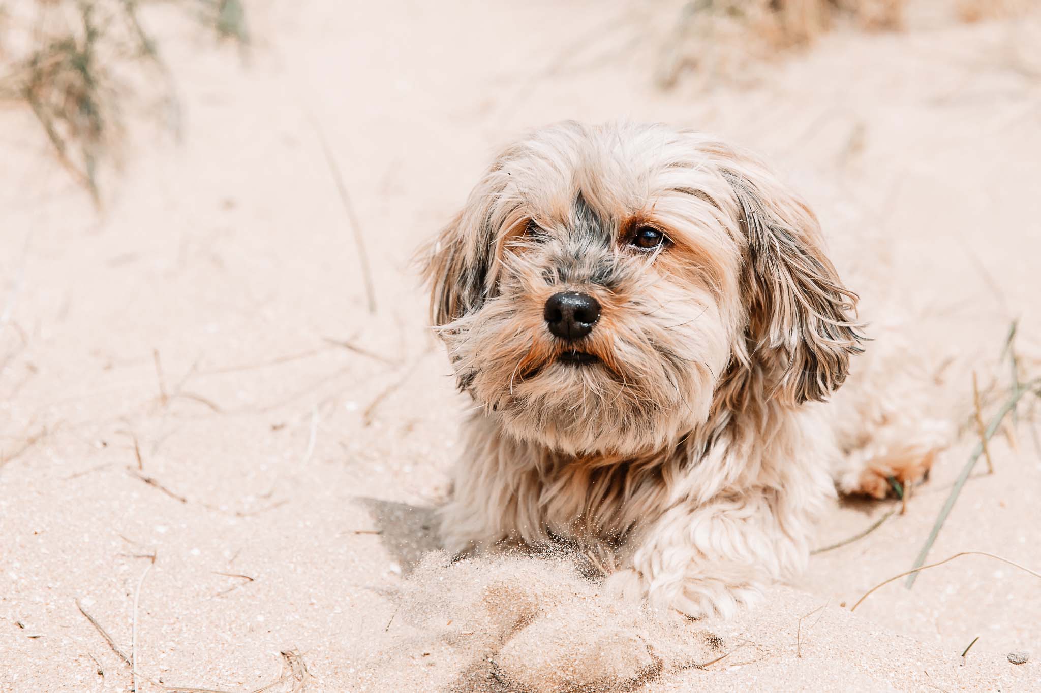 familie en groepsfotografie duinen noordwijk